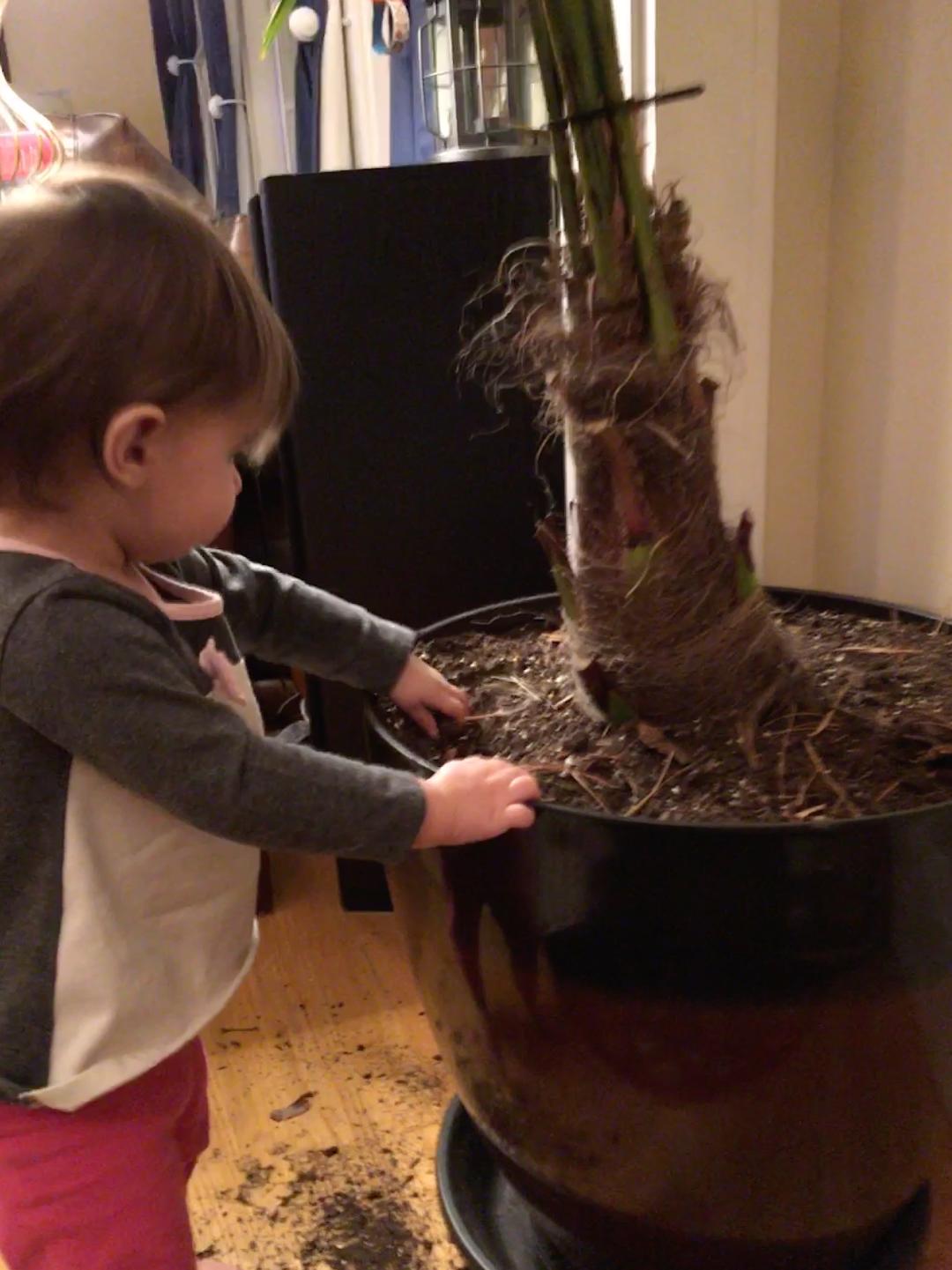 My toddlers love to play in  dirt.  My husband loves his indoor palm trees.    And my dog likes to dig. So I had to come up with a solution.  #childproof #houseplants 