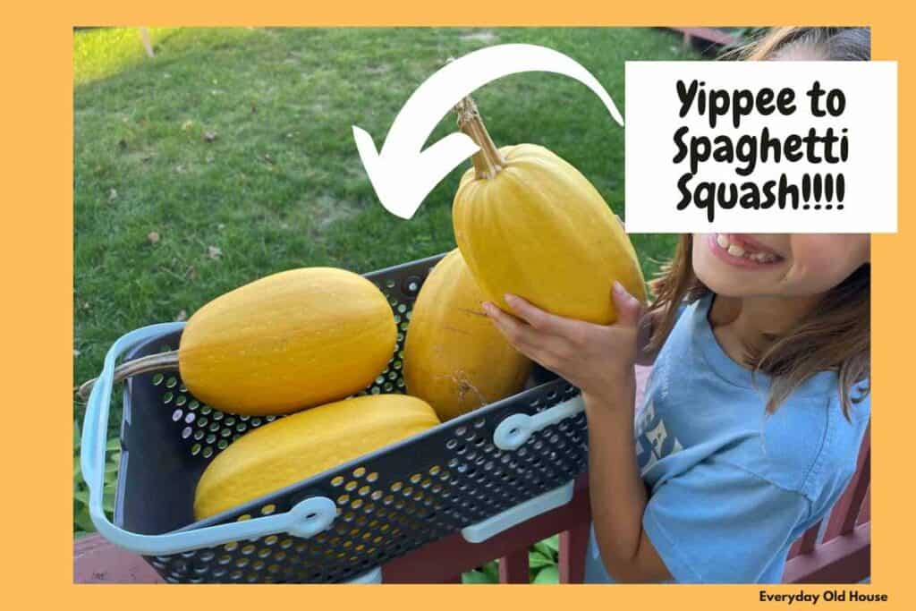little girl holding 4 large, healthy spaghetti squash home-grown in raised vegetable garden bed.