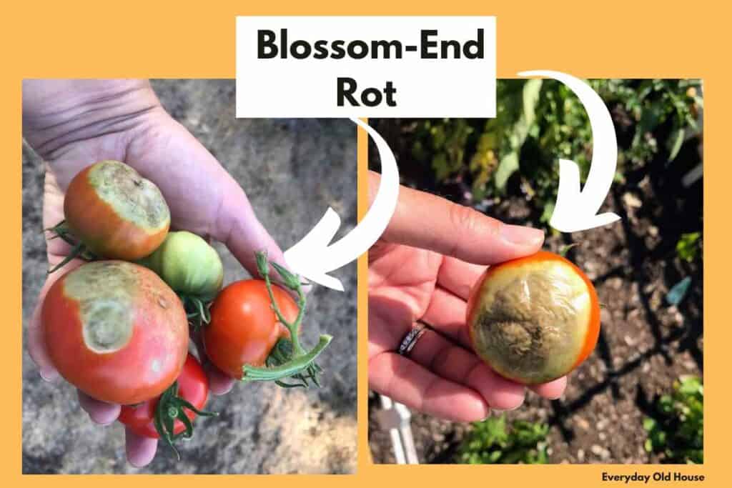 tomatoes with brown rotted bottoms from garden - blossom-end rot