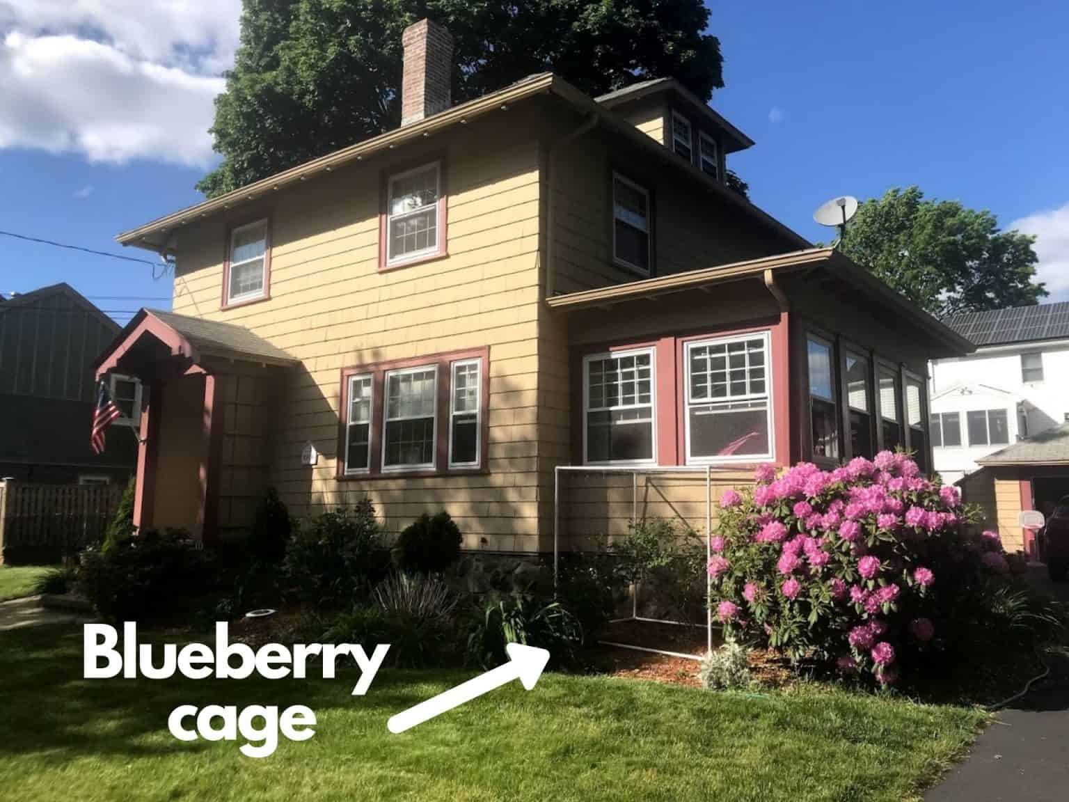 How to Build a Simple DIY Blueberry Bush Cage - Everyday ...