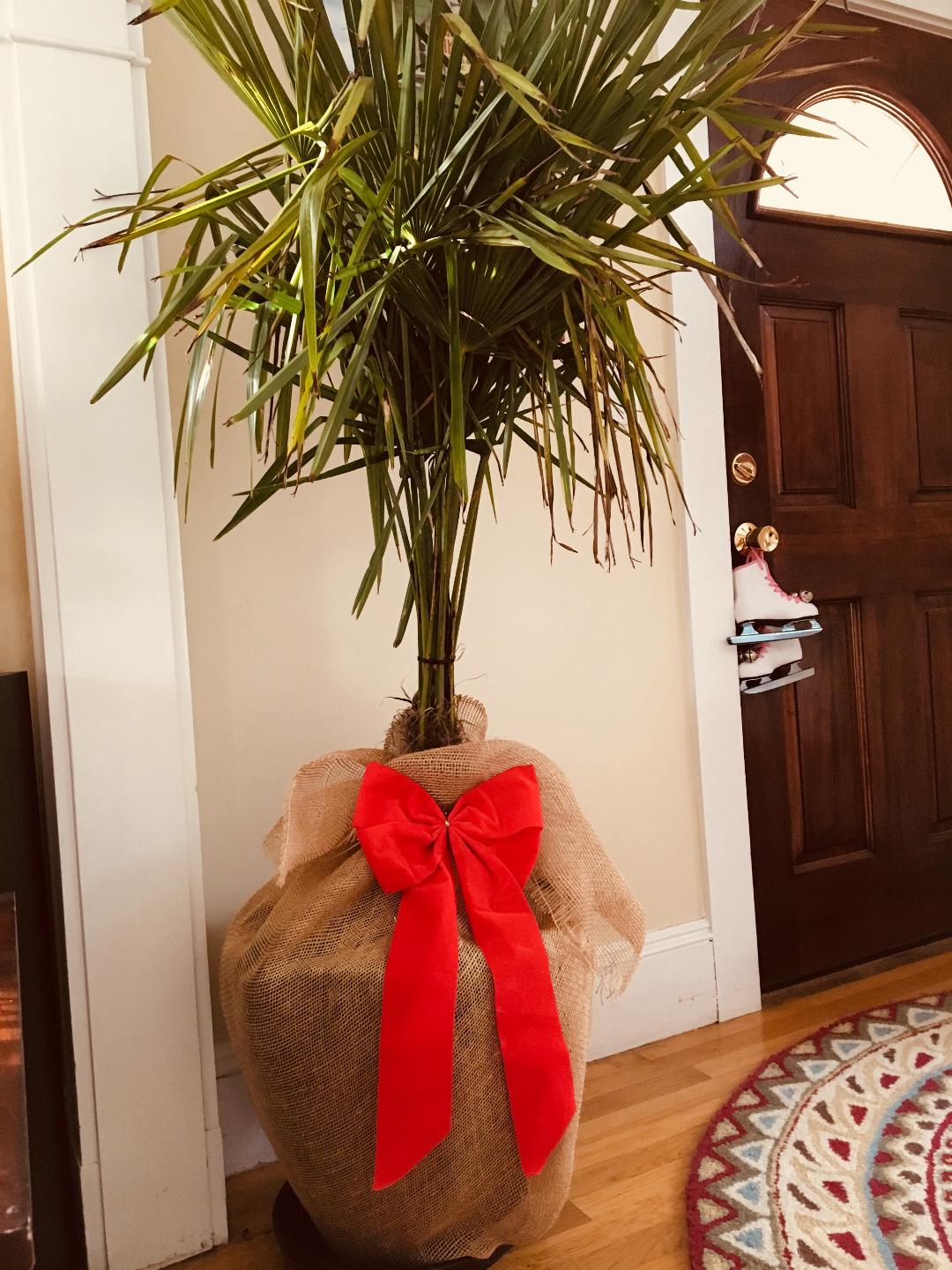 DIY solution to childproofing and pet-proofing houseplants for under $10 #childproofing #indoorplants #burlap #pets #weedbarrierfabric