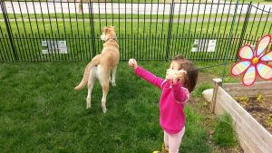 Do-it-yourself fence perfect for light duty pet and child containment #childproof #petproof #homefencing