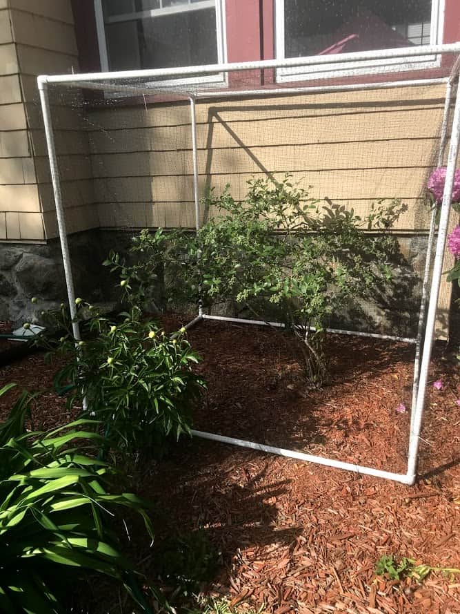 DIY Blueberry Bush Protection with PVC frame and netting