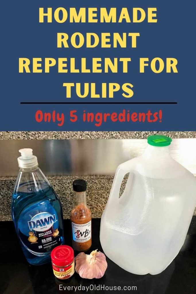 Homemade Repellent Recipe to Stop Garden Pests from Eating Your Tulips Using Only 5 All Natural Ingredients from Your Kitchen!