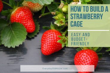 upclose photo of strawberries with title - How to Build a Strawberry Cage