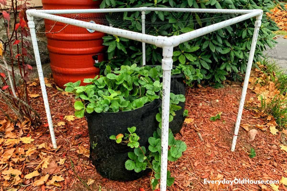 How to Build a Simple DIY Strawberry Plant Cage - Everyday Old House