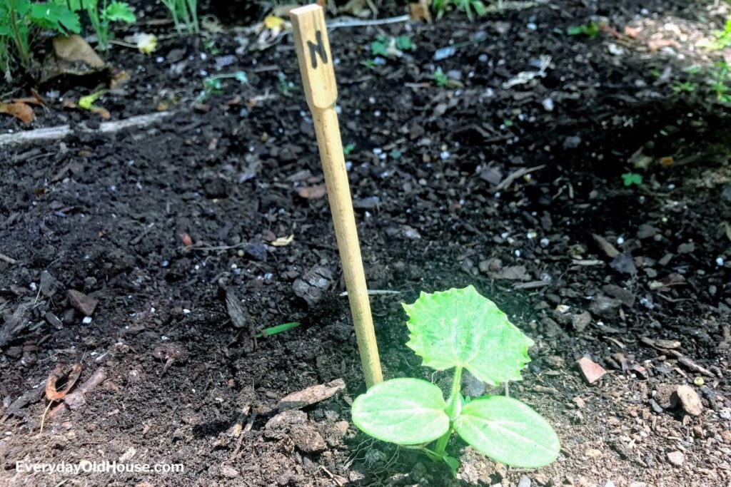 Using upcycled chopsticks in vegetable garden to label seedlings
