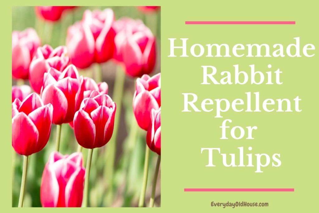 How to Stop Rabbits from Eating Tulips - Includes Homemade Repellent Recipe with All-Natural Ingredients #savetulips #gardenpests