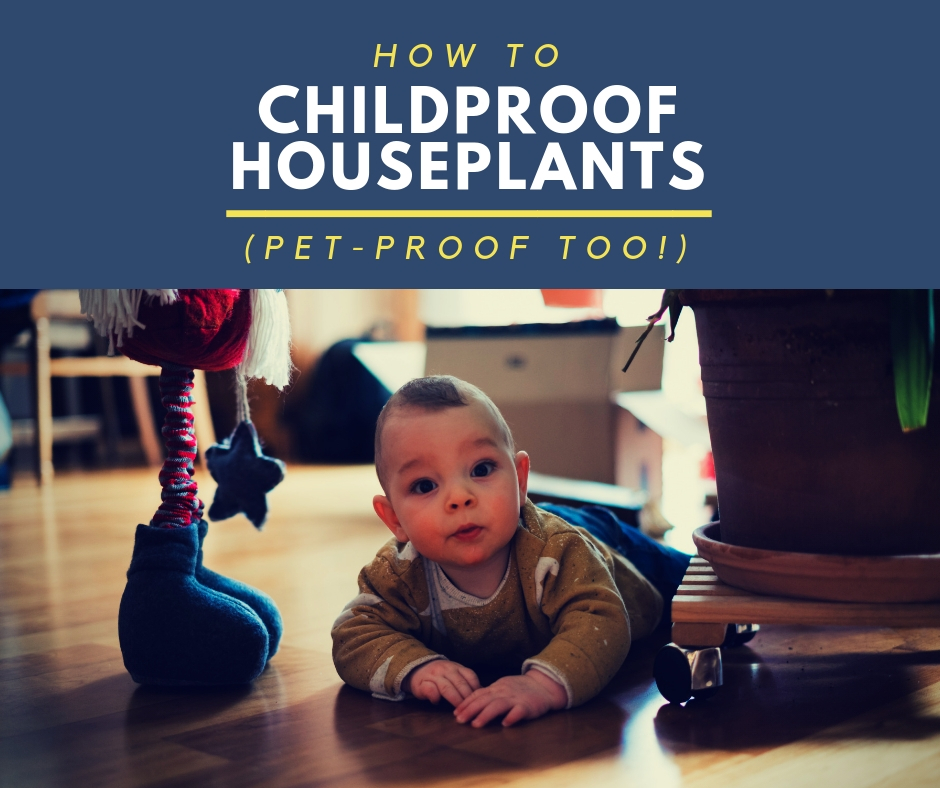 How To Childproof House Plants for under $10 #childproof #petproof #houseplants #childeatdirt