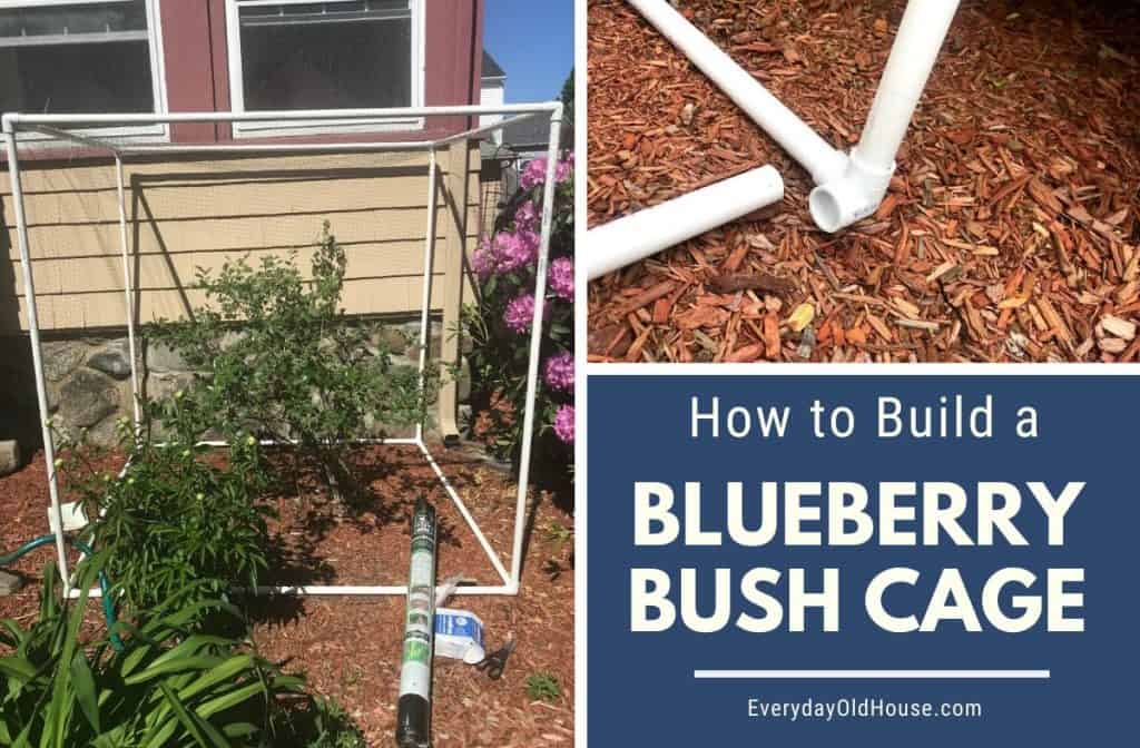 How to Build a Blueberry Bush Cage - Easy and Cheap! #frugalgarden