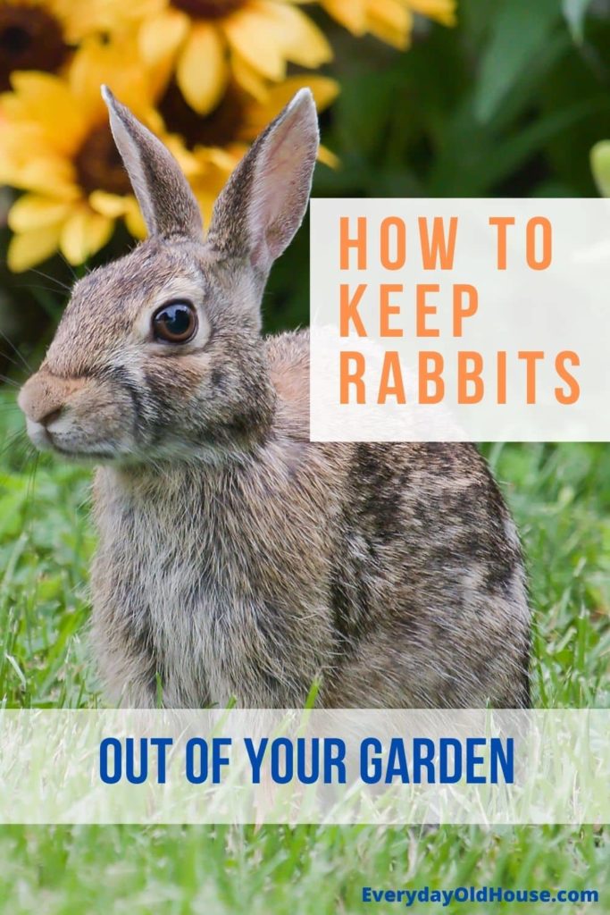 Tired of animals destroying your tulips? Me too! Learn these 3 easy (and most free!) way to stop critters from digging and eating your tulips.