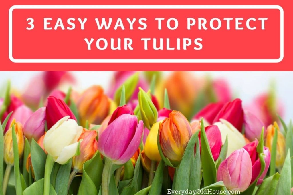 Learn these 3 easy (and most free!) way to stop critters from digging and eating your tulips.