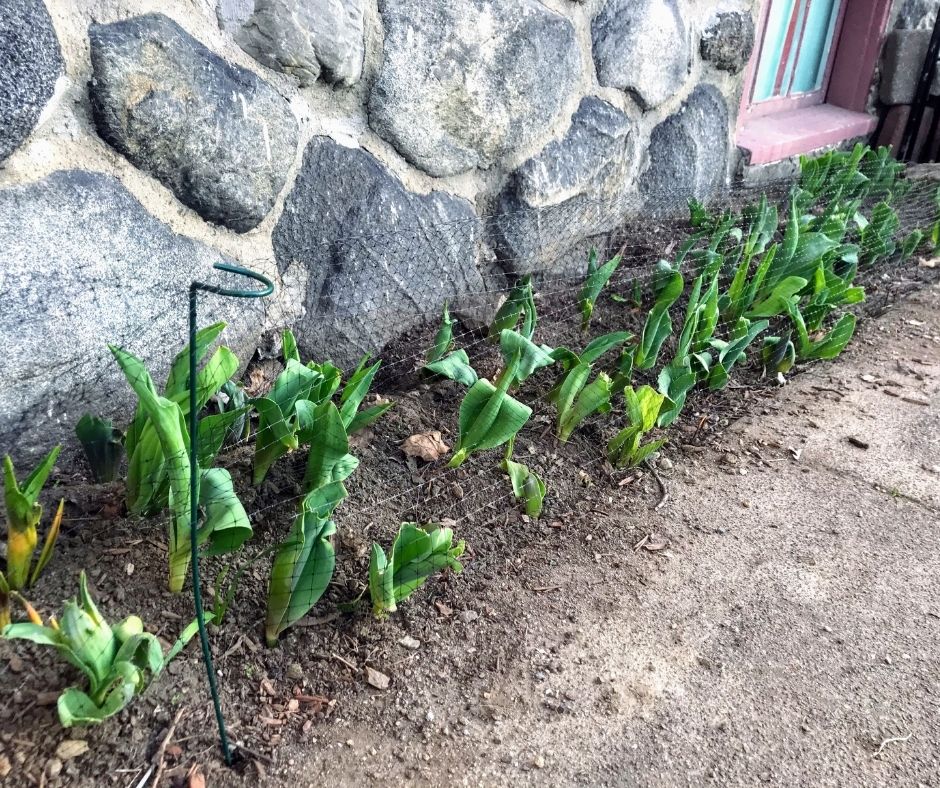 tulips sprouting from ground, but need protecting from critters who want to eat them
