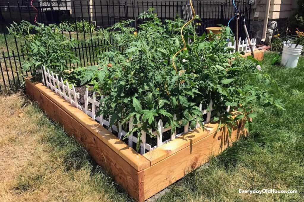 wooden raised garden bed with overwhelming amount of toatos growing