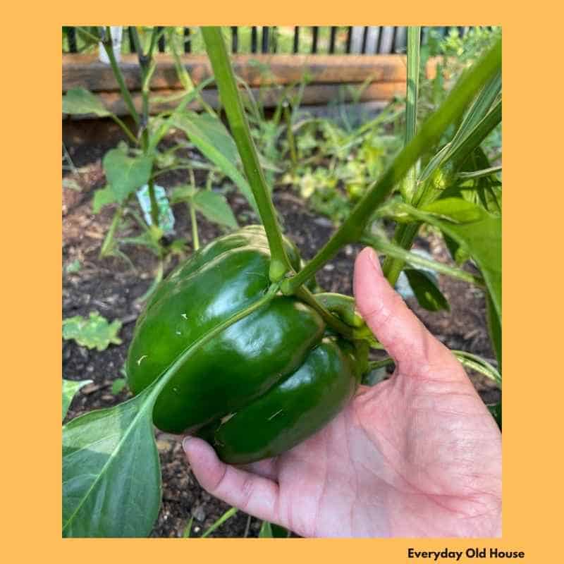 photo of hand holding large green pepper in garden after soil testing