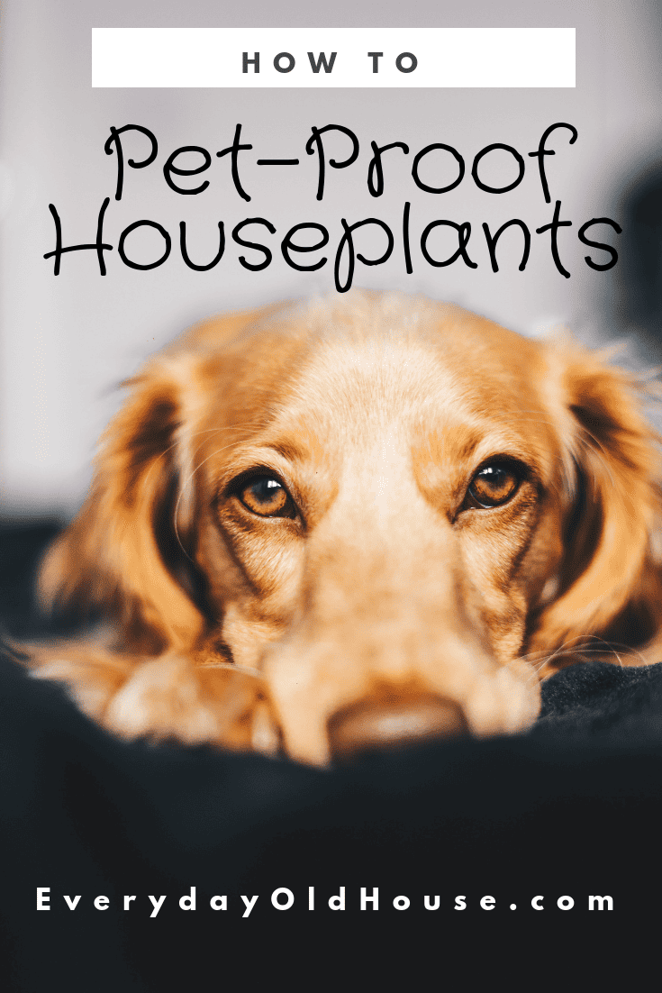 Does your pet dig in your houseplants?  DIY Pet-proof and Childproof Houseplants for around $10  #dogdigs #houseplants #petproofplants