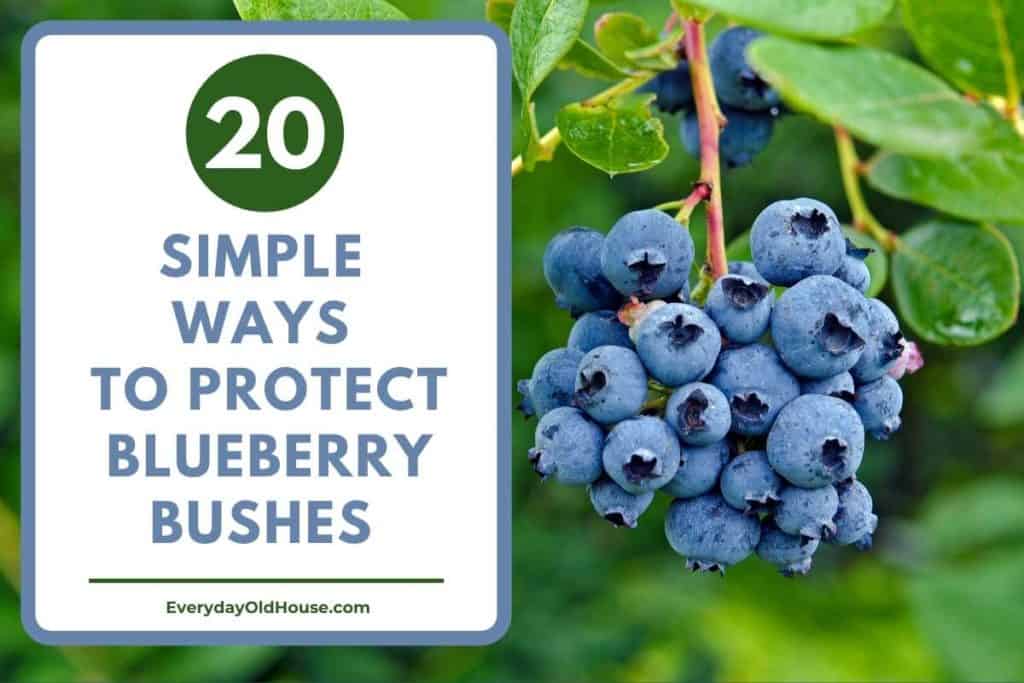close up for blueberry bush with title "20 ways to protect blueberry bushes from animals"