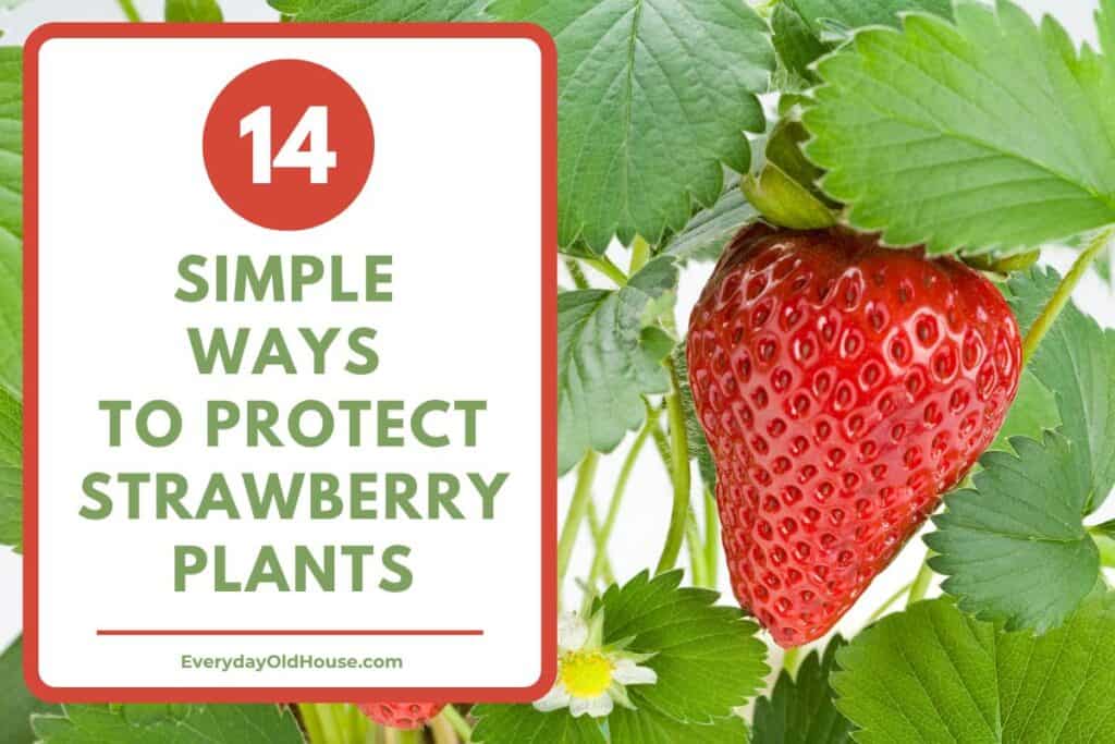closeup of a strawberry on the vine with title - 14 simple ways to protect strawberry plants