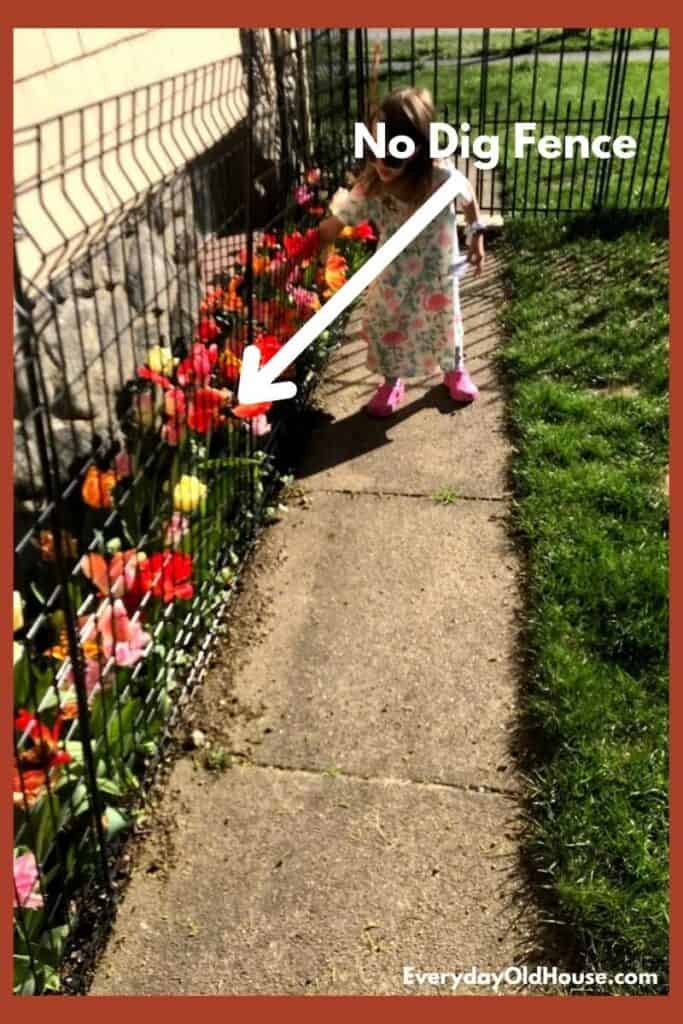 tulip garden protected by no dig fencing