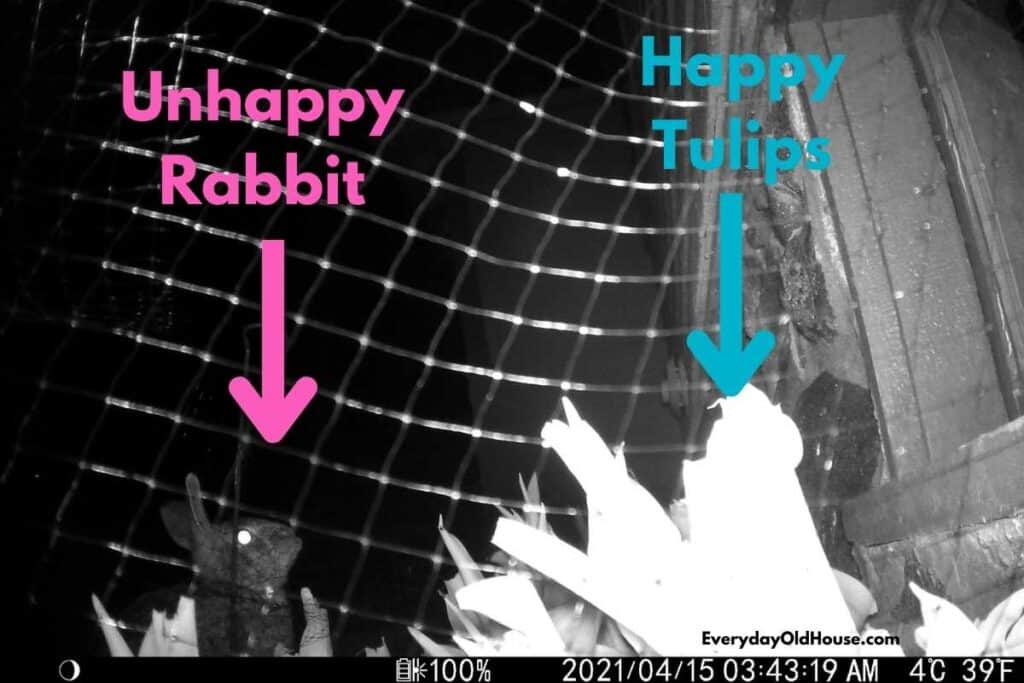 night camera of rabbit unable to get to tulips on other side of mesh fencing
