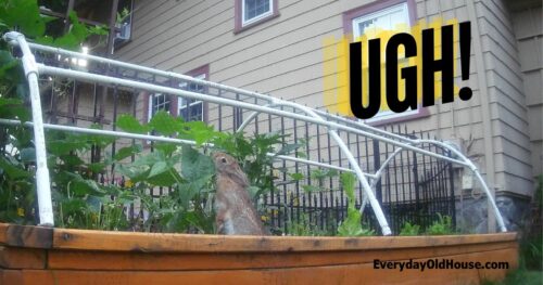 10 Rabbit Resistant Vegetable Plants [Printable List] - Everyday Old House