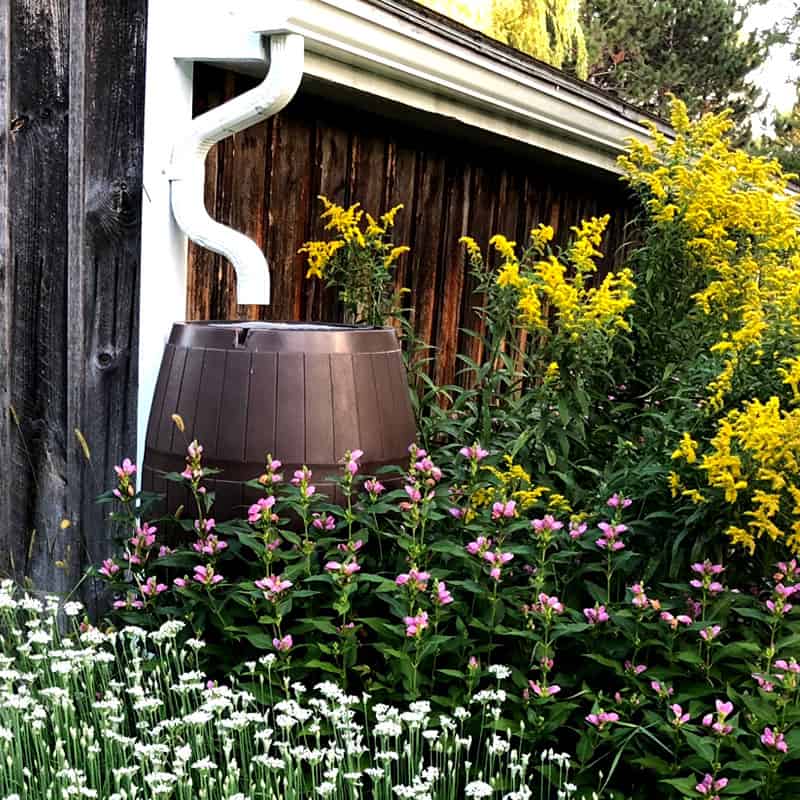 hide rain barrel behind gorgeous flowers