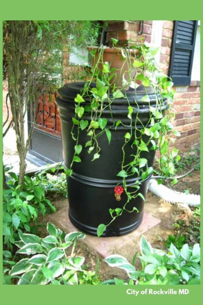 hide a rain barrel by growing vines down and around the barrel - just don't lose the spigot!