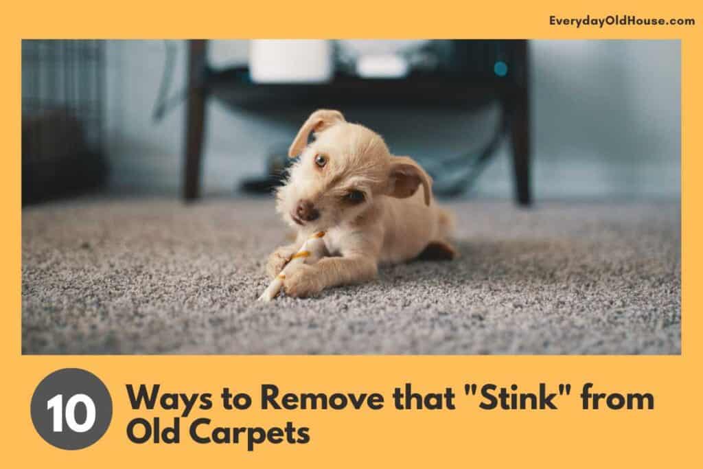 picture of puppy on carpet with old carpet with title "10 ways to remove stink from old carpet"