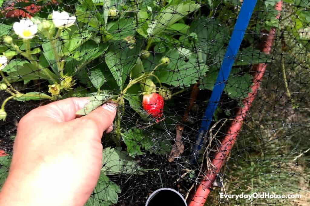 Strawberry plant with strawberry stuck in netting