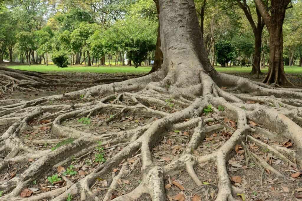 meandering tree roots
