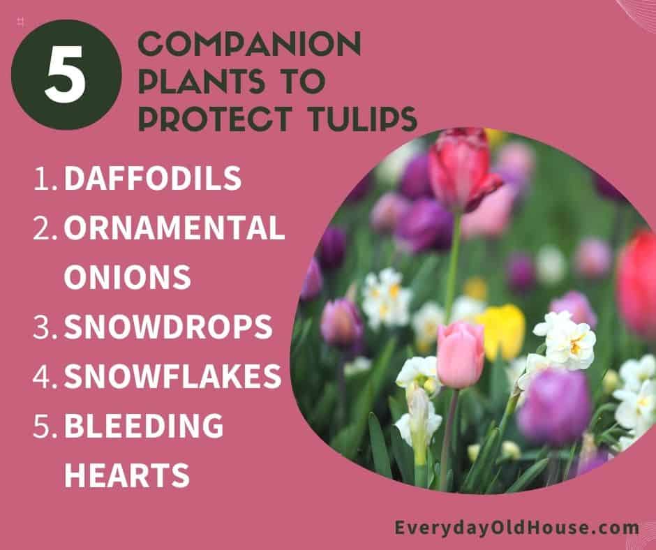 list of flowers to plant with tulips to protect tulips from being eaten by critters (i.e. companion plants)