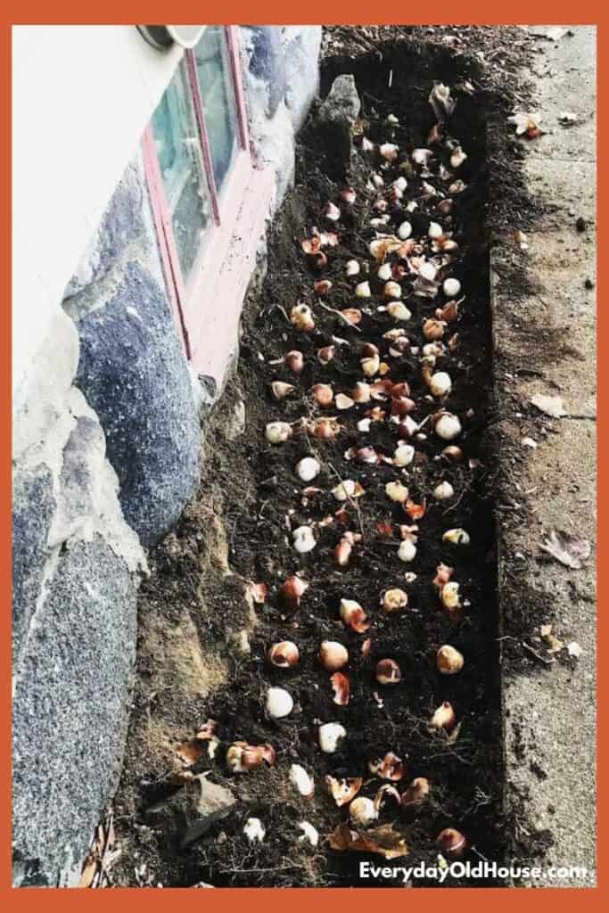 Tulip bulbs being planted alongside house, but need to be protected from digging critters