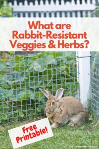 Which vegetable plants and herbs are rabbit-resistant for your garden?
