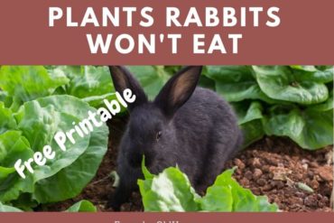 Find out which vegetables and herbs rabbits love, and which they avoid