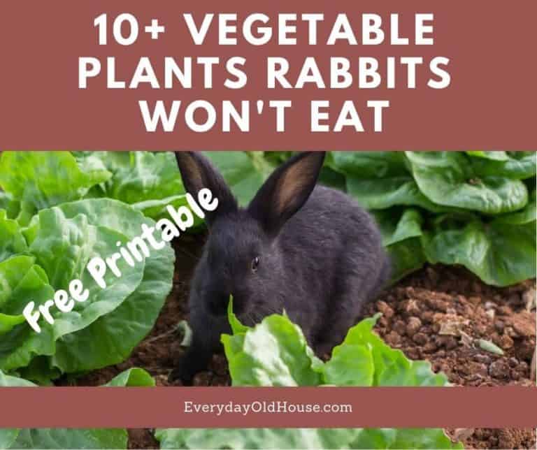 10 Rabbit Resistant Vegetable Plants [Printable List] Everyday Old House