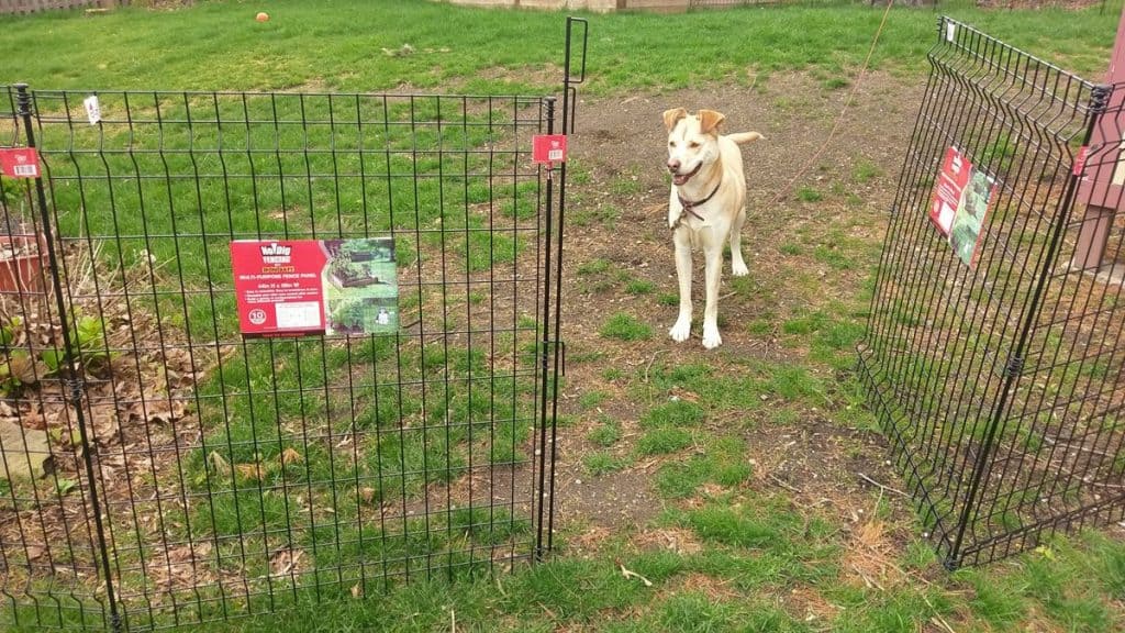 Dog run with Lowes No Dig fence from Ironcraft #dogrun #DIYdogrun #nodigfenceforpets